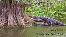  Presentation with water park - PPT theme enhanced with american-alligator-swimming-in-everglades background and a violet colored foreground