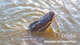 Presentation with water park - Beautiful PPT layouts featuring american-alligator-swimming-in-everglades backdrop and a coral colored foreground