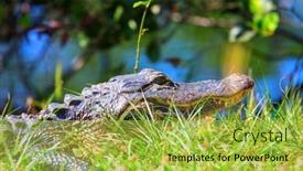  Presentation with water park - Beautiful slide set featuring american-alligator-swimming-in-everglades backdrop and a yellow colored foreground