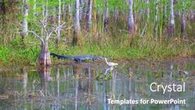  Presentation with water park - Colorful slide set enhanced with american-alligator-swimming-in-everglades backdrop and a gray colored foreground