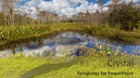  Presentation with water park - Slides having american-alligator-swimming-in-everglades background and a gold colored foreground
