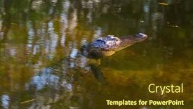  Presentation with water park - Cool new presentation theme with american-alligator-swimming-in-everglades backdrop and a tawny brown colored foreground