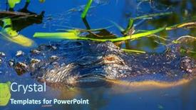  Presentation with water park - Amazing PPT theme having american-alligator-swimming-in-everglades backdrop and a ocean colored foreground