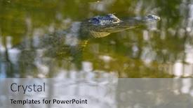  Presentation with water park - Slide set having american-alligator-swimming-in-everglades background and a light gray colored foreground