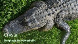  Presentation with water park - Presentation theme consisting of american-alligator-swimming-in-everglades background and a tawny brown colored foreground