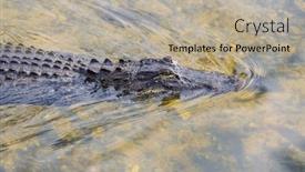  Presentation with water park - Presentation design consisting of american-alligator-swimming-in-everglades background and a mint green colored foreground