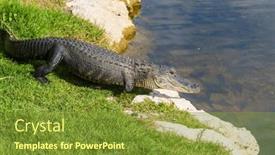  Presentation with water park - Presentation theme having american-alligator-swimming-in-everglades background and a gold colored foreground