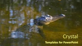  Presentation with water park - Slide set enhanced with american-alligator-swimming-in-everglades background and a tawny brown colored foreground
