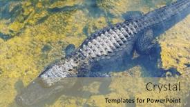  Presentation with water park - PPT theme with american-alligator-swimming-in-everglades background and a coral colored foreground