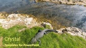  Presentation with water park - Presentation enhanced with american-alligator-swimming-in-everglades background and a tawny brown colored foreground
