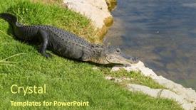 Presentation with water park - Slide deck enhanced with american-alligator-swimming-in-everglades background and a tawny brown colored foreground