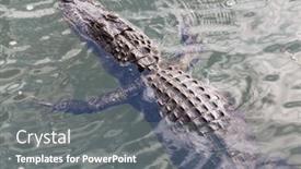  Presentation with water park - Slides with american-alligator-swimming-in-everglades background and a gray colored foreground