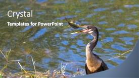  Presentation with american - Theme having american-anhinga-everglades-national-park background and a gray colored foreground