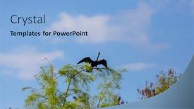  Presentation with park - Audience pleasing presentation design consisting of american-anhinga-everglades-national-park backdrop and a light blue colored foreground