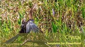  Presentation with park - Amazing PPT theme having american-anhinga-everglades-national-park backdrop and a tawny brown colored foreground