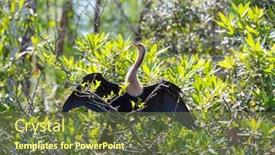  Presentation with national - Beautiful slide set featuring american-anhinga-everglades-national-park backdrop and a tawny brown colored foreground