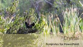  Presentation with animals - Colorful presentation theme enhanced with american-anhinga-everglades-national-park backdrop and a mint green colored foreground