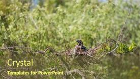  Presentation with animals - PPT theme with american-anhinga-everglades-national-park background and a tawny brown colored foreground