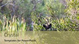  Presentation with animals - Slides enhanced with american-anhinga-everglades-national-park background and a yellow colored foreground