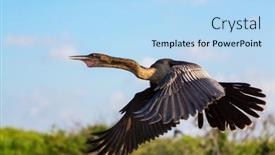  Presentation with animals - Amazing PPT layouts having american-anhinga-everglades-national-park backdrop and a light blue colored foreground