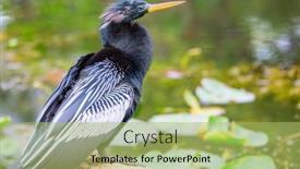  Presentation with animals - Presentation having american-anhinga-everglades-national-park background and a mint green colored foreground