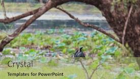  Presentation with animals - Slides consisting of american-anhinga-everglades-national-park background and a mint green colored foreground