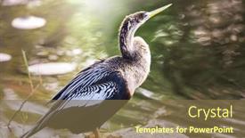 Presentation with animals - PPT theme consisting of american-anhinga-everglades-national-park background and a tawny brown colored foreground