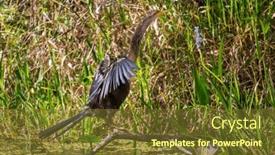 Presentation with chicks - Presentation theme consisting of american-anhinga-with-chicks and a tawny brown colored foreground