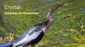  Presentation with chicks - PPT theme with american-anhinga-with-chicks and a tawny brown colored foreground