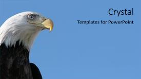  Presentation with eagle flying - Theme enhanced with american bald eagle flying background and a teal colored foreground