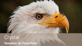  Presentation with eagle - Beautiful presentation theme featuring american-bald-eagle-haliaeetus-leucocephalus backdrop and a coral colored foreground