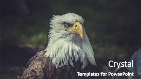  Presentation with eagle - Amazing PPT layouts having american bald eagle haliaeetus leucocephalus backdrop and a dark gray colored foreground
