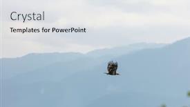  Presentation with bald - Slides with american-bald-eagle-in-flight background and a light gray colored foreground