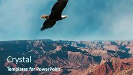  Presentation with american flag and eagle - Slide deck with american-bald-eagle-in-flight background and a  colored foreground