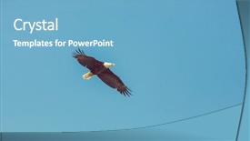  Presentation with sky blue - Slide deck with american bald eagle in flight background and a light blue colored foreground