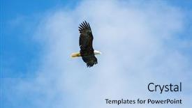  Presentation with american flag and eagle - Slides consisting of american bald eagle in flight background and a light blue colored foreground