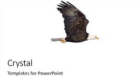  Presentation with flight - Colorful PPT theme enhanced with concept of applying for employment job search etc note shallow depth of field backdrop and a white colored foreground