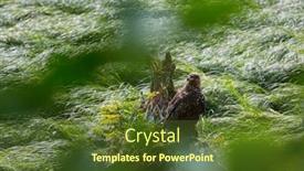  Presentation with eagle - Audience pleasing PPT theme consisting of american-bald-eagle-in-grass backdrop and a tawny brown colored foreground