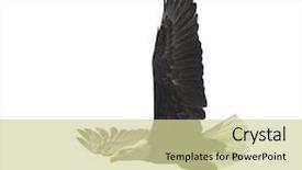  Presentation with bald - Cool new slide deck with american bald eagle isolated backdrop and a soft green colored foreground