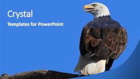  Presentation with bald - Beautiful theme featuring american bald eagle portrait backdrop and a teal colored foreground