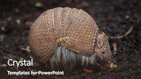  Presentation with three step - PPT theme enhanced with american bands - southern three-banded armadillo tolypeutes matacus background and a tawny brown colored foreground