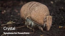  Presentation with three - Cool new slide deck with american bands - southern three-banded armadillo tolypeutes matacus backdrop and a wine colored foreground