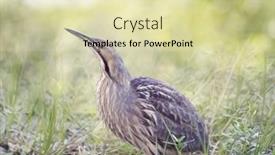  Presentation with wetlands - Colorful slide set enhanced with american-bittern-in-florida-wetlands backdrop and a soft green colored foreground