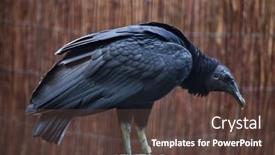  Presentation with american - Slide set featuring american-black-vulture-coragyps-atratus background and a tawny brown colored foreground