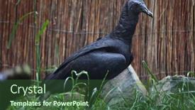  Presentation with american - Presentation theme consisting of american-black-vulture-coragyps-atratus background and a tawny brown colored foreground