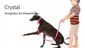  Presentation with greyhound - Beautiful presentation theme featuring american boy with black greyhound backdrop and a white colored foreground