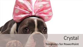  Presentation with pink ribbon - Amazing PPT layouts having american bulldog wearing pink ribbon backdrop and a light gray colored foreground