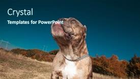  Presentation with bully - Colorful slide set enhanced with american bully licking his nose while looking up in a field backdrop and a ocean colored foreground