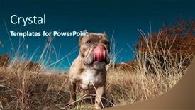  Presentation with bully - Colorful presentation design enhanced with american bully licking his nose while walking in a field outdoor backdrop and a ocean colored foreground