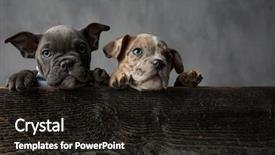  Presentation with bully - Presentation design featuring american bully puppies wearing bowties background and a black colored foreground